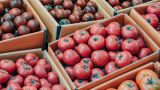 В правительстве рассказали россиянам о причине подорожания огурцов и помидоров