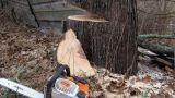 В Подмосковье упавшее дерево убило мужчину, который его спилил