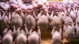 В России начали снижаться оптовые цены на мясо курицы