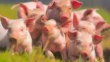 ВТО поддержала иск ЕС к России по ограничениям на импорт свинины