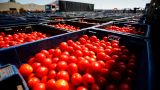 Помидоры бьют рекорды: в Баку подсчитали доход от экспорта томатов в Россию за 5 лет