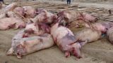 Латвия охвачена африканской чумой свиней: эпидемия расширяется