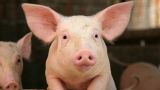 Впервые в истории медицины: пересаженные человеку почки свиньи работают как свои
