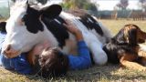 В Нидерландах для снятия стресса предлагают физический контакт с коровой