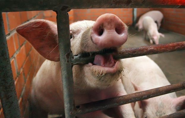 Минсельхоз расширил список санкционной продукции, нелегальной к ввозу в РФ Минсельхоз расширил список санкционной продукции, нелегальной к ввозу в РФ