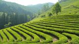 538 га чайных плантаций в Сочи изъяли в пользу государства