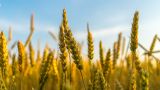 Правительство России повысило квоту на экспорт зерновых культур