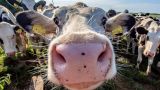 В Великобритании появятся коровы без выбросов: их накормят «блокаторами метана»