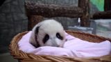Первая родившаяся в Московском зоопарке панда уже видит, слышит и чувствует запахи
