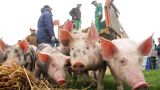Эстонское сельское хозяйство пока не оправилось от «войны санкций»