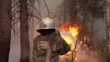 В Красноярском крае снят режим ЧС по лесным пожарам