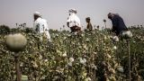 Подстелили соломки: запрет на выращивание опийного мака аукнется Афганистану