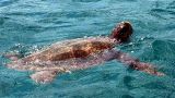 Гигантские морские черепахи нападают на купальщиков на адриатических курортах — СМИ
