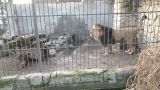 Раненного при атаке дронов ВСУ льва выпустили в восстановленный вольер в Запорожье