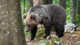 В Словакии медведи продолжают нападать на людей