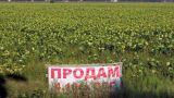 «Значит, будут грабить»: земельная реформа убьет «украинскость» Украины