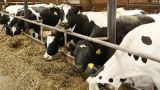 На Кубани выращивают генотипированных коров, которые дадут миллионы тонн молока
