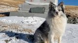 Ну почему, аборигены?! В Китае украли и съели собаку с 1,5 млн подписчиков