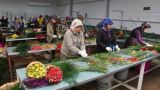 Миллион турецких роз: Анкара теснит конкурентов на цветочном рынке Европы