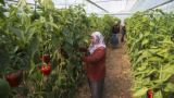 Сельское хозяйство Турции «позеленеет»: Всемирный банк предоставил крупный кредит