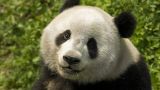 Health deteriorated: Japan, following Finland, returns pandas to China