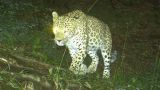 Кулак в пасть: армянский охотник выжил в схватке с кавказским леопардом