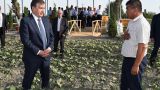 В Узбекистане вместо хлопка будут выращивать красный перец
