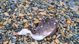 В Абхазии погибли пять дельфинов и массово — чомги