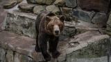 В Армении произошло новое нападение медведя на человека — врачи борются за жизнь