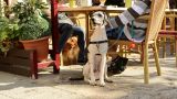 В Испании запретили продажу собак, кошек и хорьков в зоомагазинах