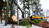 Латвия не сумела выкупить у шведов тысячи гектаров своих лесов