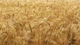 В Союзе экспортеров зерна прокомментировали запретительные пошлины, введенные ЕС