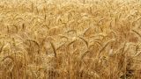 Wheat in Ukraine is only left for a month