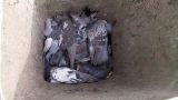 В центре Алма-Аты погибли несколько десятков птиц: жертвы дезинфекции?