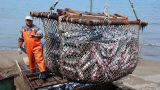 Правительство серьезно ограничило рыбодобычу компаниями с иностранными инвесторами