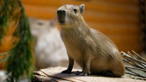 Япония и Россия готовятся к обмену