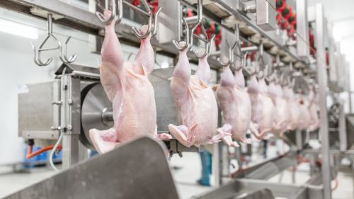 Курам на смех: Российские КАБы ударили по крупнейшей в Европе птицефабрике